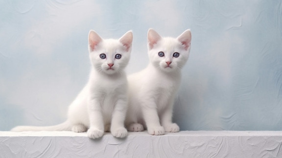 愛らしい, 座っています。, アルビノ, 子猫, 白, 青, 壁