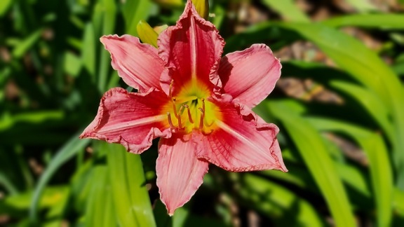 Fleur d’amaryllis rosâtre gros plan pétales et pistil
