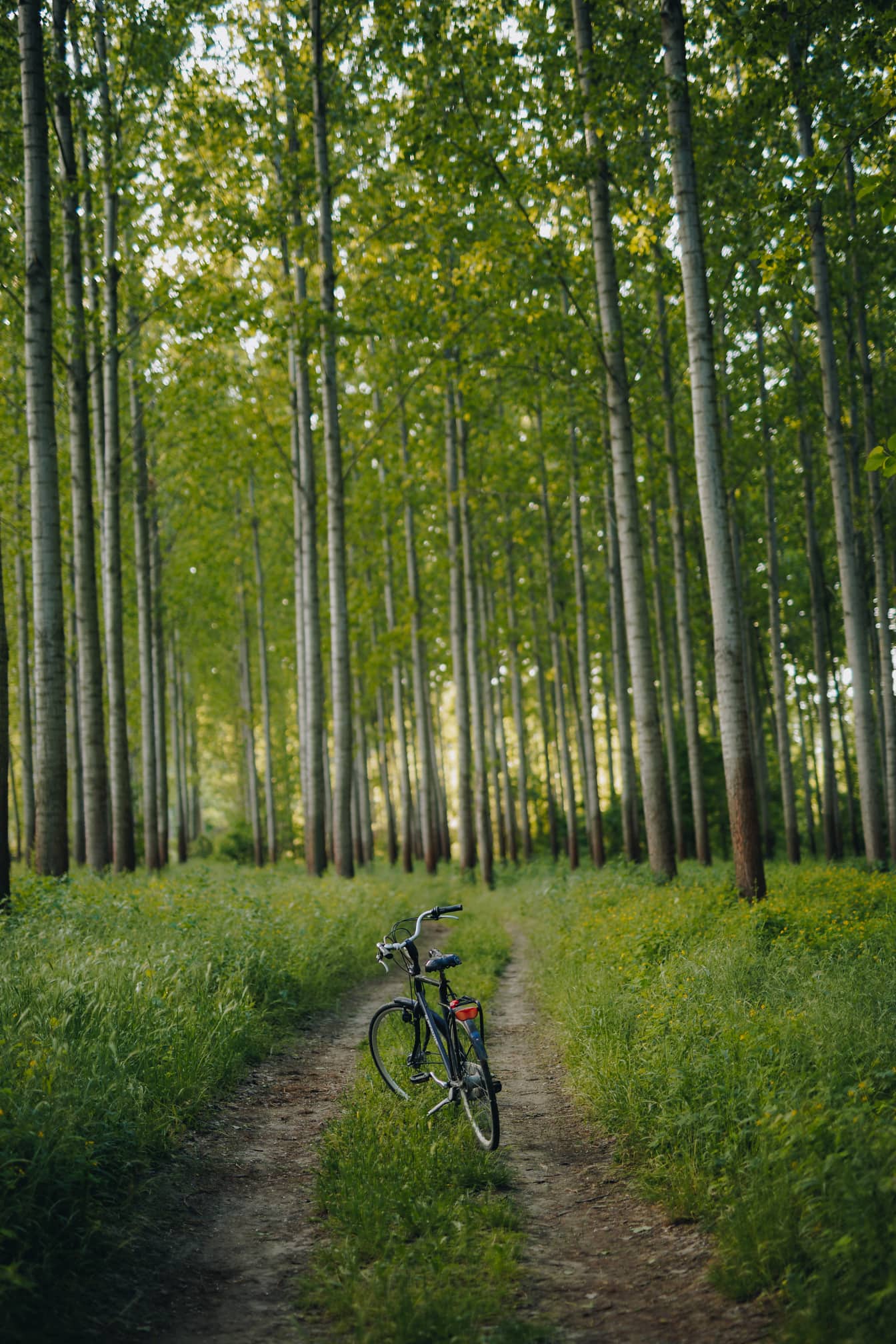 Black bicycle on forest path in poplar woodland