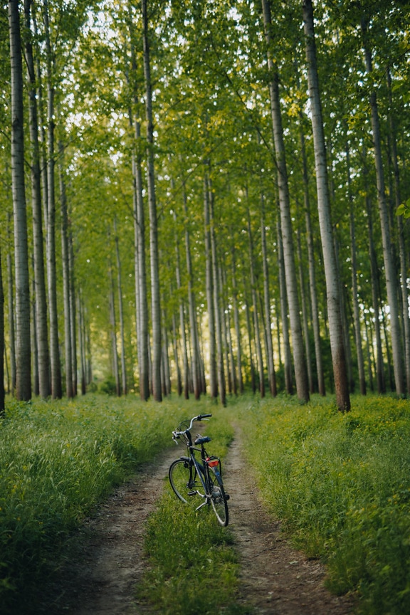 Black bicycle on forest path in poplar woodland
