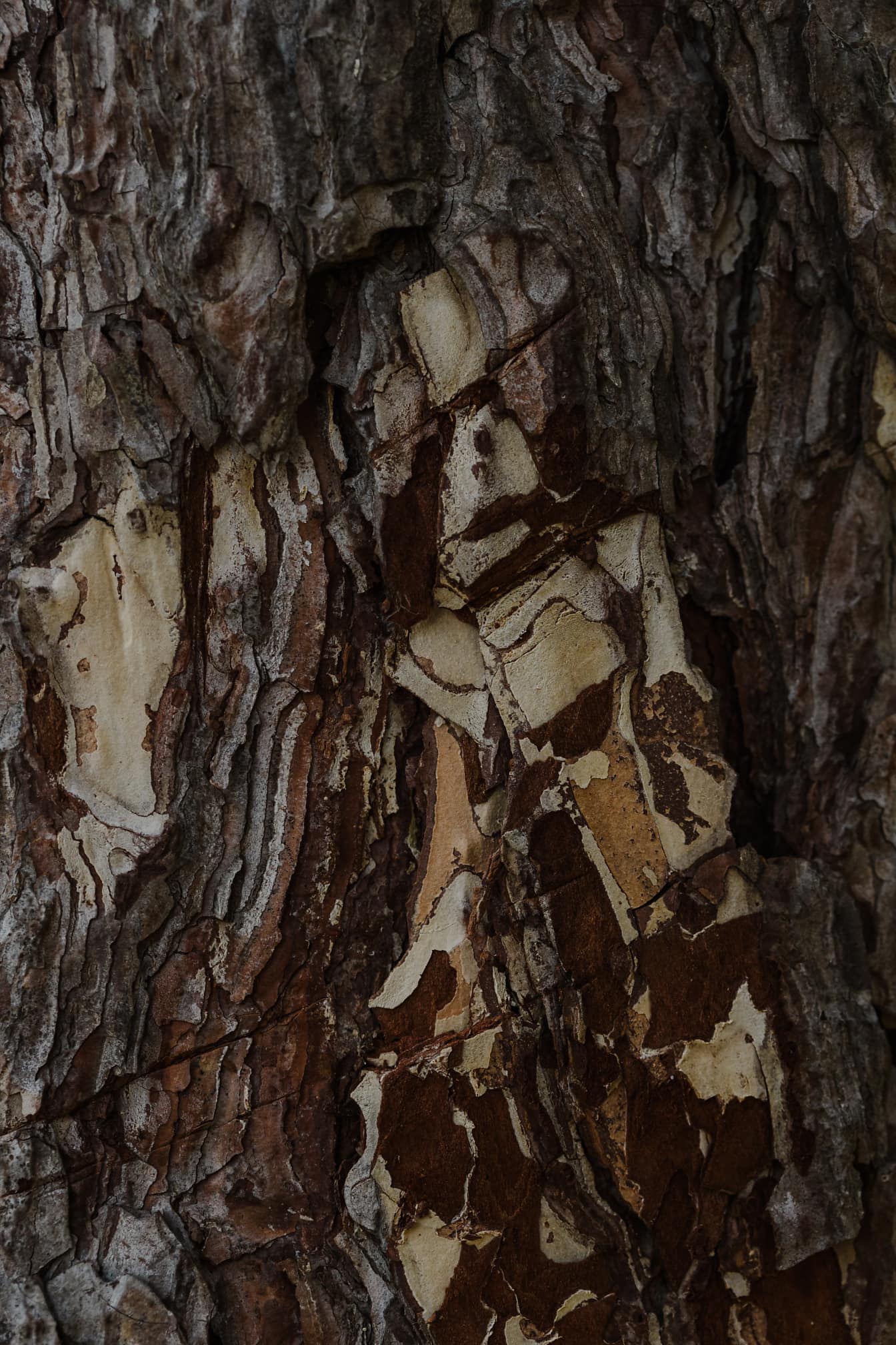 Textura de la corteza del árbol de coníferas ásperas de color marrón claro de cerca