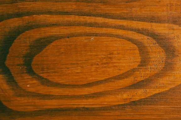 Knot cross section hardwood plank texture close-up