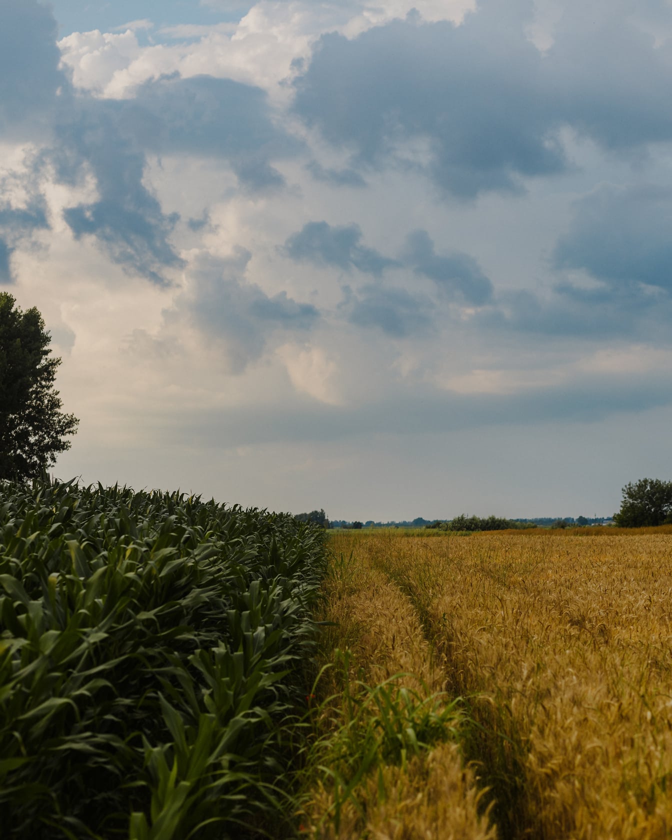 Poľnohospodárska vidiecka krajina z kukuričných polí a pšeničných polí