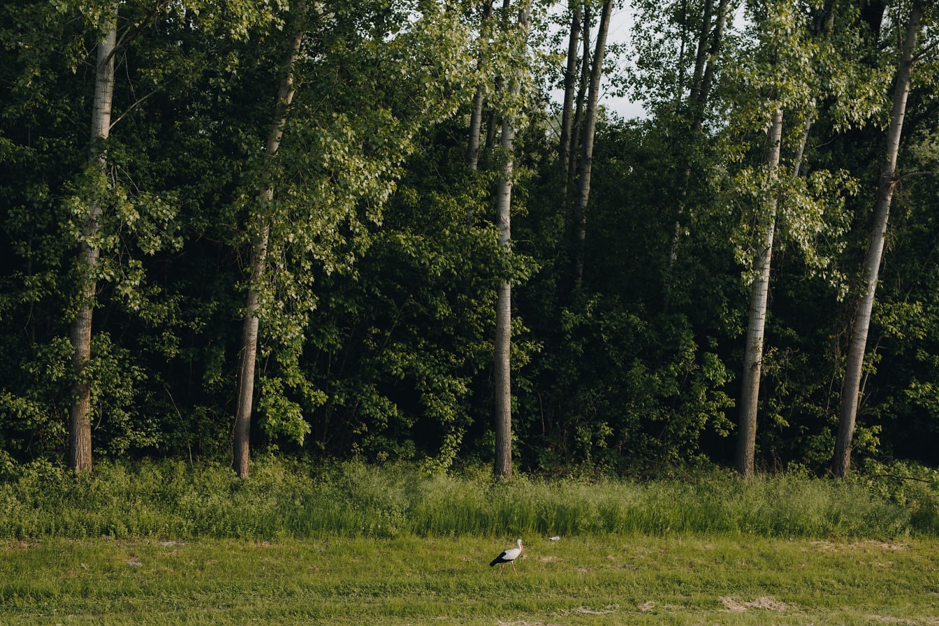 Cicogna bianca su prato erboso con bosco di pioppi sullo sfondo