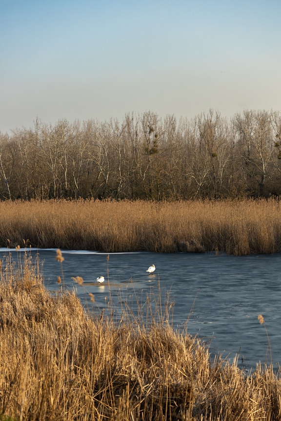 Swan birds on frozen water surface in swamp marshland