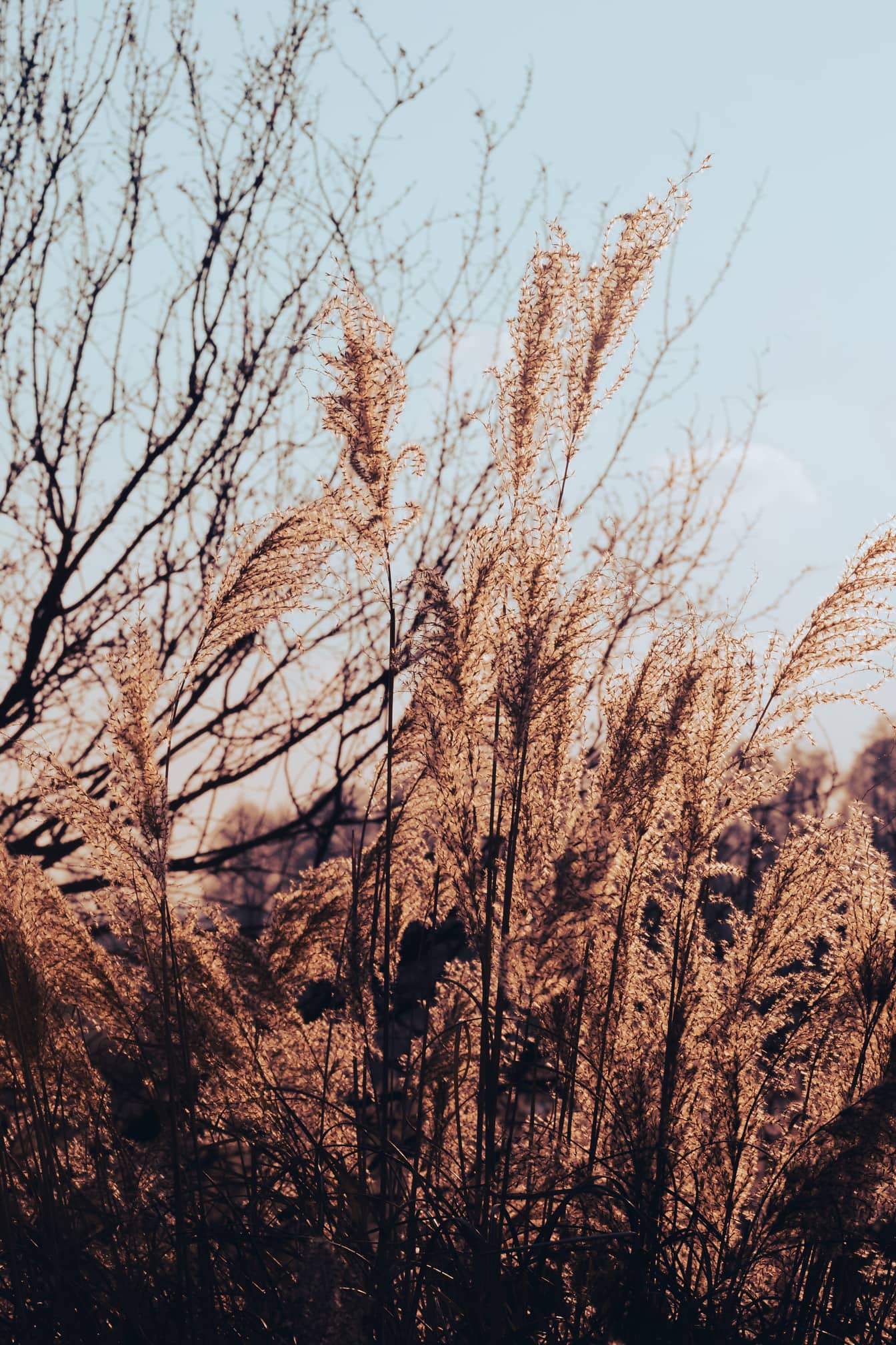 Тростниковая трава (Typha latifolia) в осенний сезон в яркий солнечный день