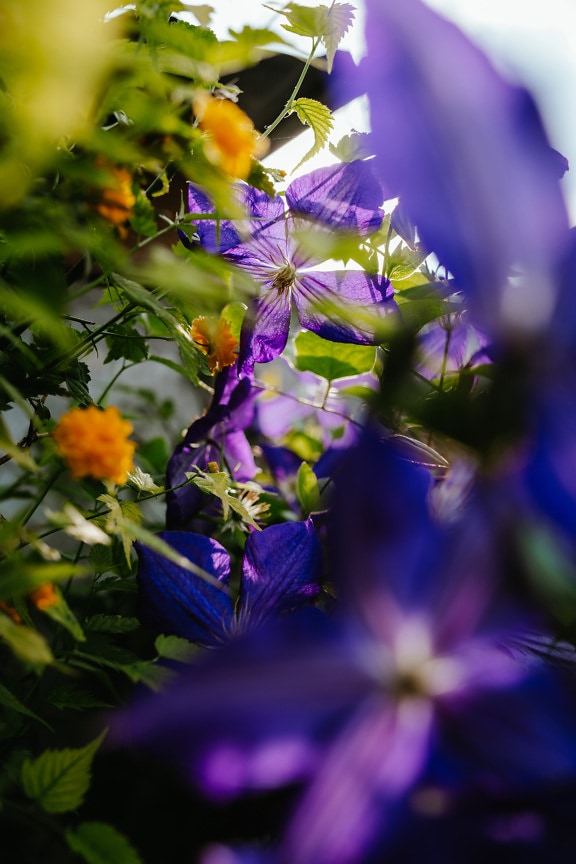 Asiatice, purpuriu, floare, până aproape, tufiș, iarbă, plante