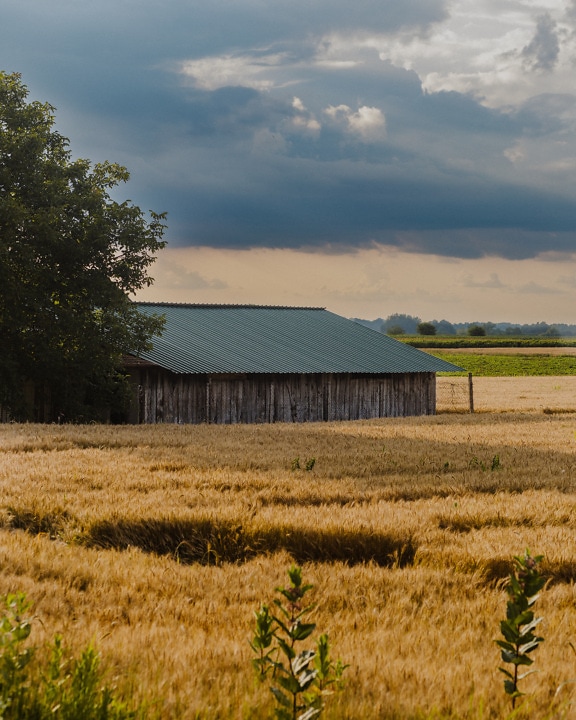 Vieux ranch de campagne dans un champ de blé en saison estivale
