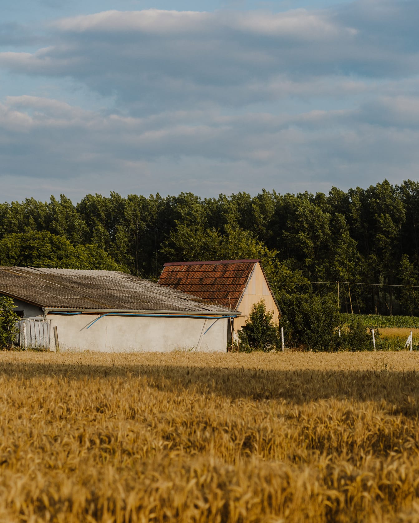 Trang trại nông thôn với cánh đồng lúa mì vào mùa hè