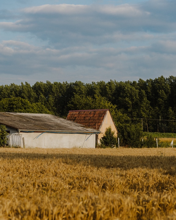 Селска къща с пшенично поле през летния сезон