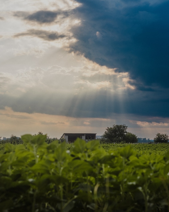 Dark blue clouds with sunrays over farmhouse in agricultural field