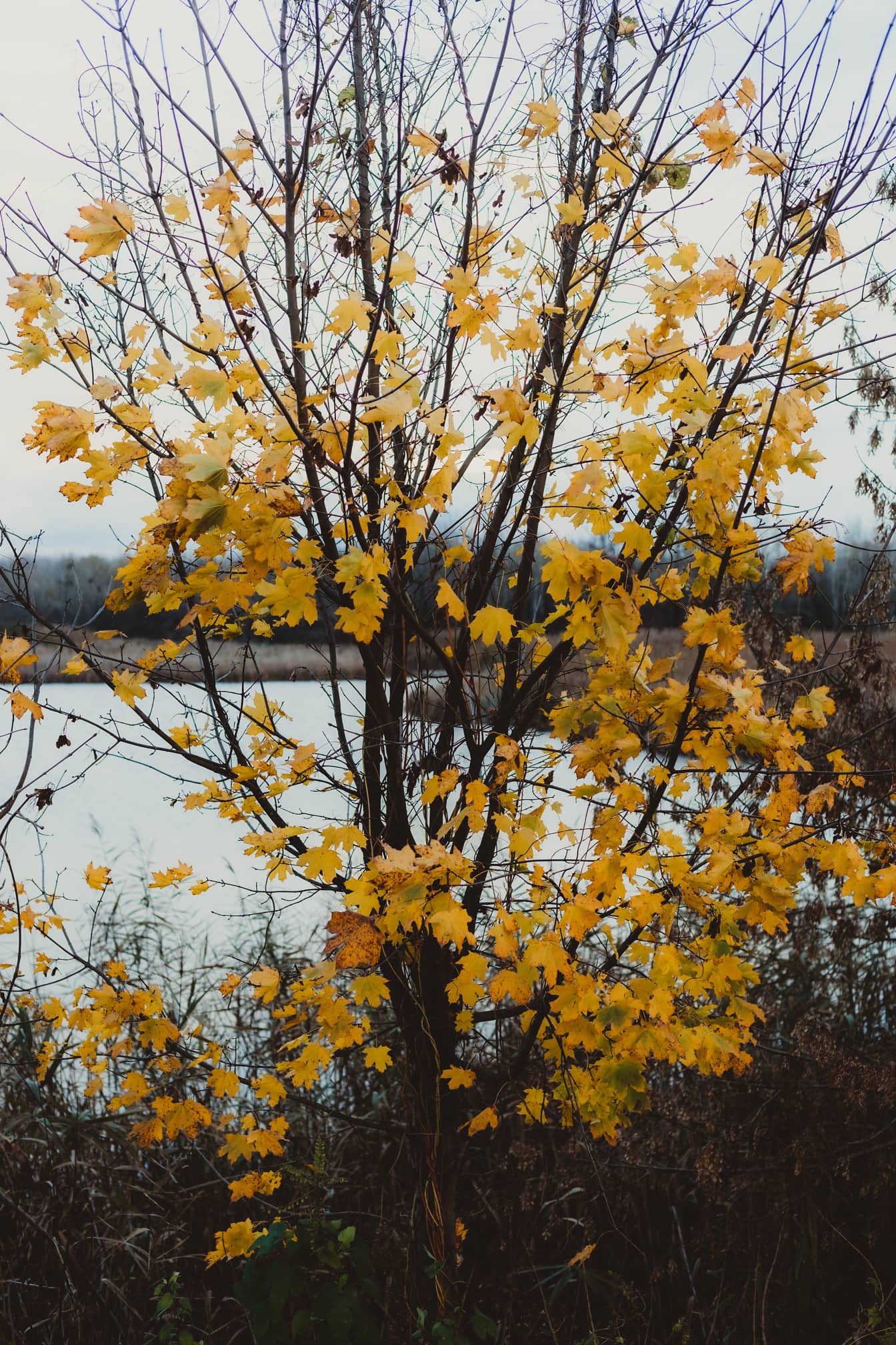 Foglie marrone giallastre sui rami degli alberi nella stagione autunnale