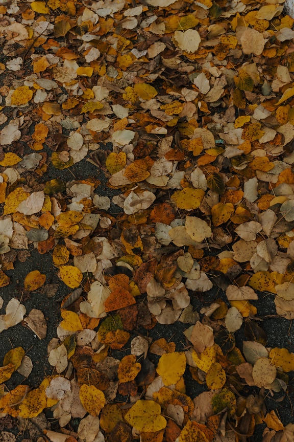 Yellowish brown autumn season leaves on ashpalt
