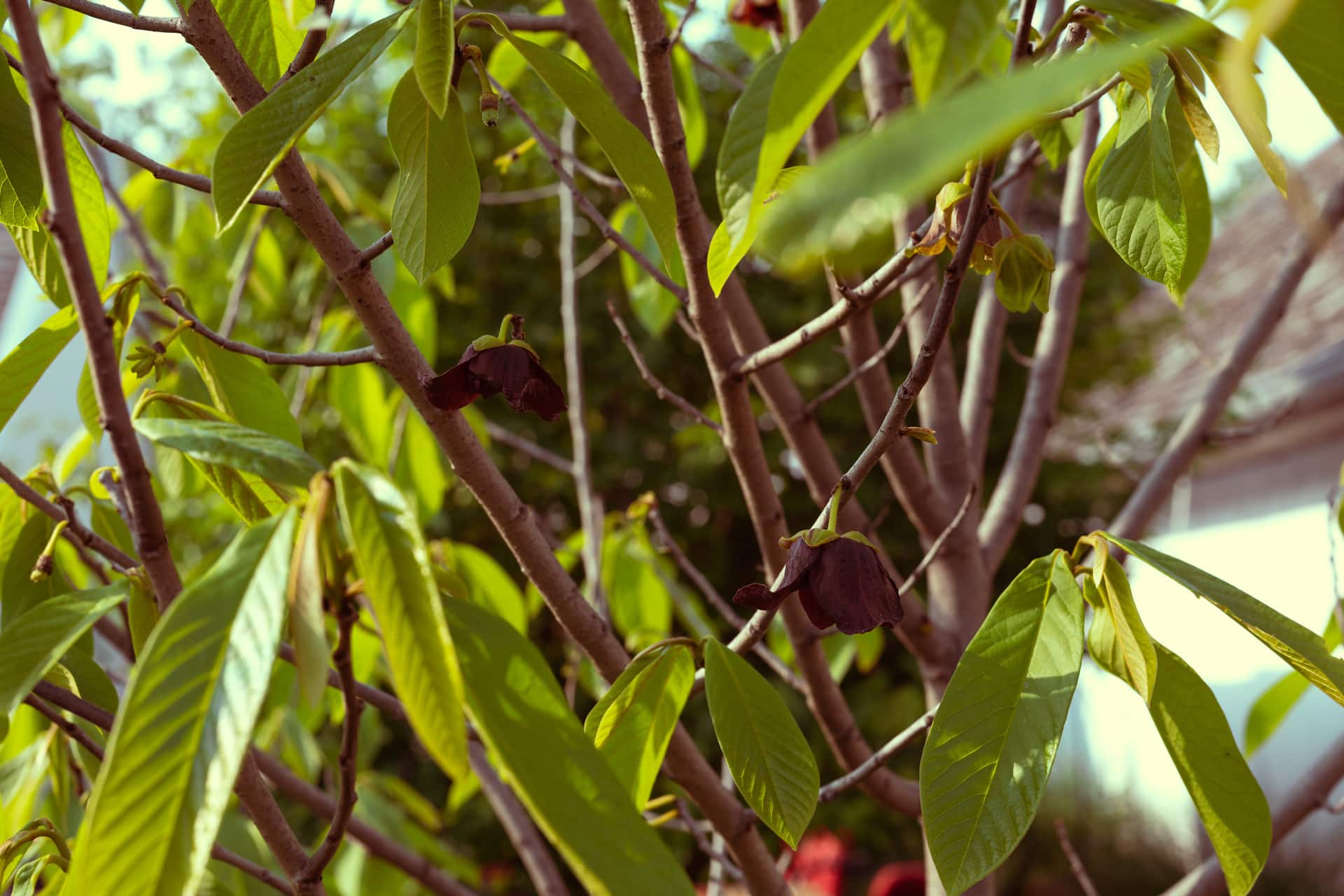 Free picture: Dry flowers on bush branches in dry season