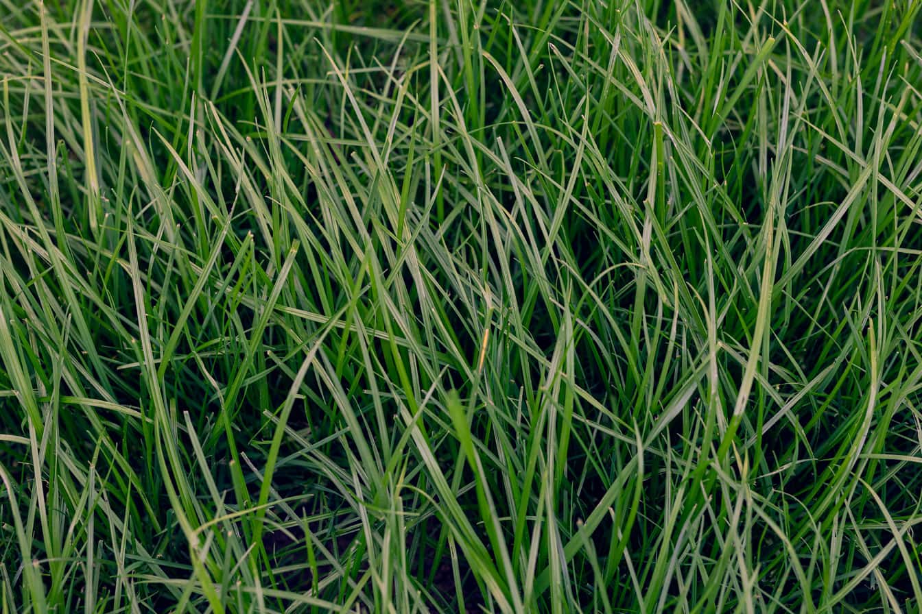 Hoch dunkelgrüne Graspflanzen auf Rasennahaufnahme Textur