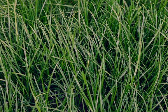 High dark green grass plants on lawn close-up texture