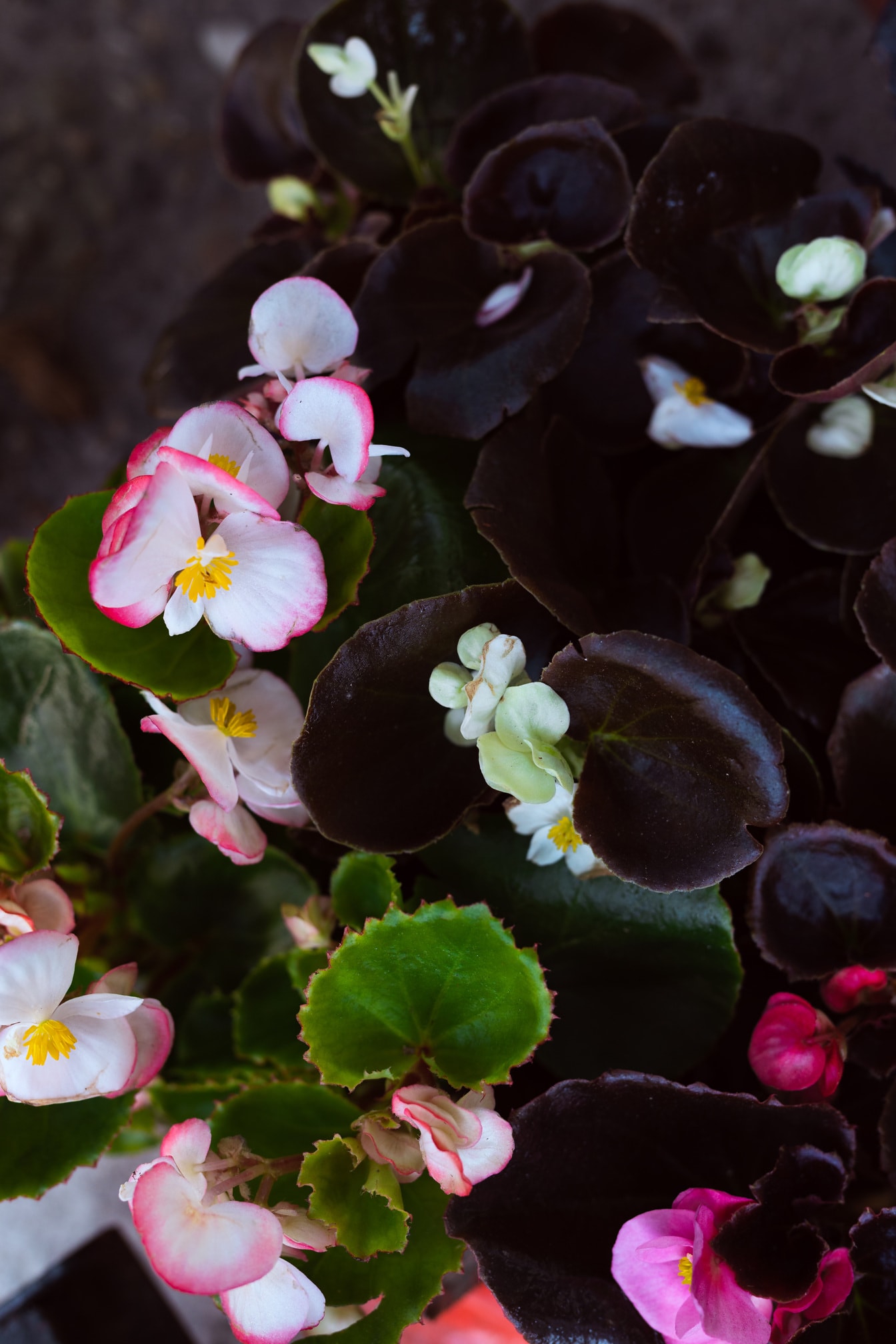 분홍빛이 도는 베고니아 (Semperflorens-cultorum) 꽃밭에서 클로즈업 꽃