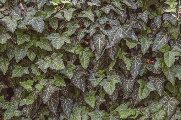 Dark green ivy herb leaves texture
