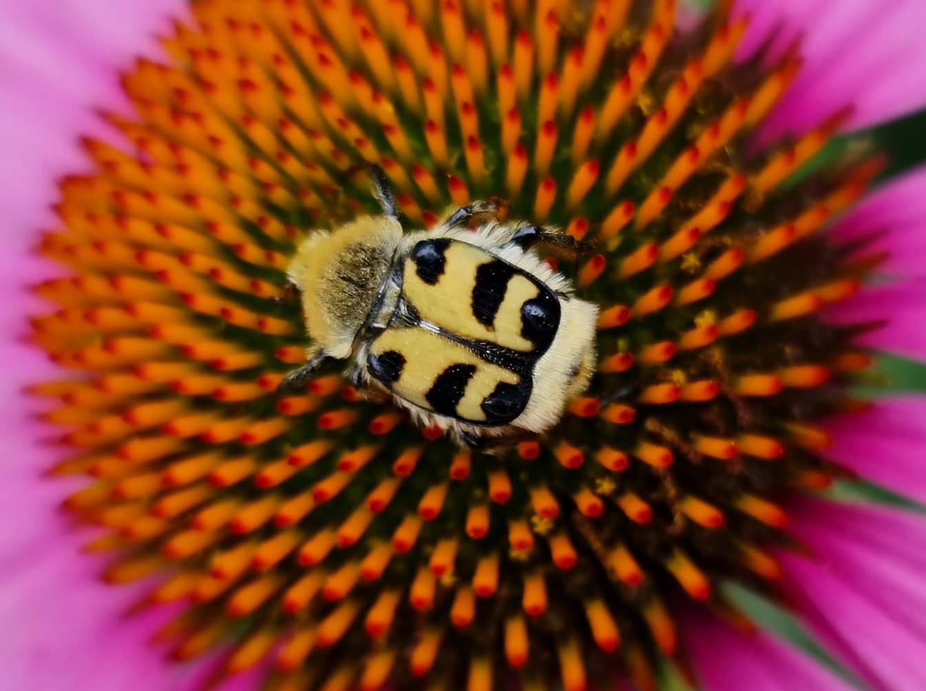 Euraziatische bijenkever (Trichius fasciatus) macro photographz van kever
