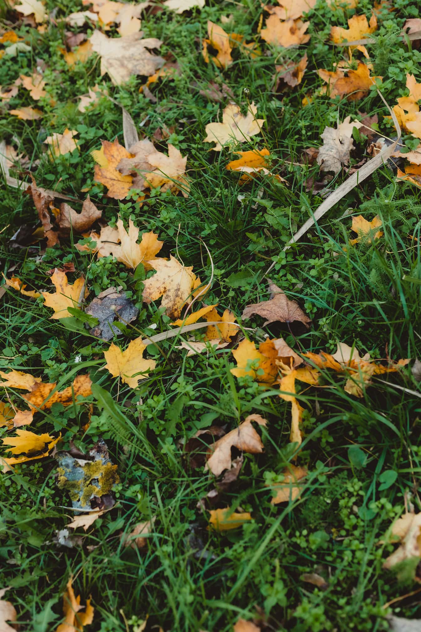 Dunkelrotes Gras im Herbst mit trockenen Ahornblättern