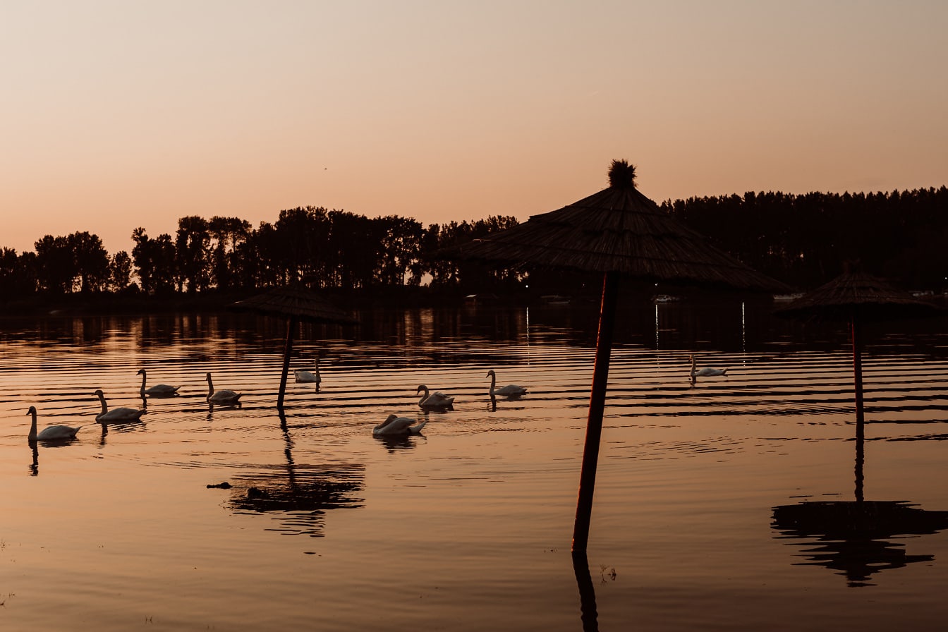 Seepia-auringonlasku järven rannalla joutsenlintuparven kanssa