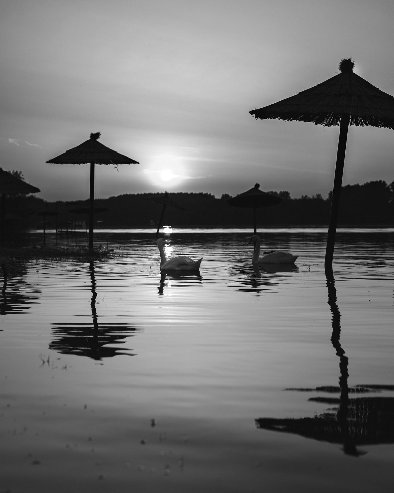 Silueta labutích vtákov na jazere so slnečníkom čiernobiela fotografia