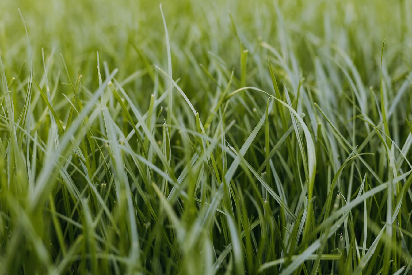 芝生の上の緑がかった黄色の草の植物の接写