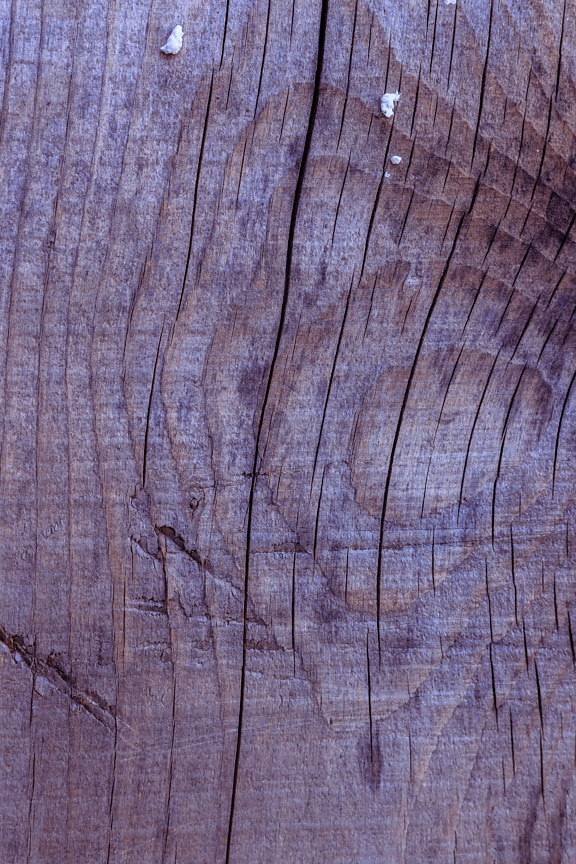 Old dry oak plank cross section close-up texture