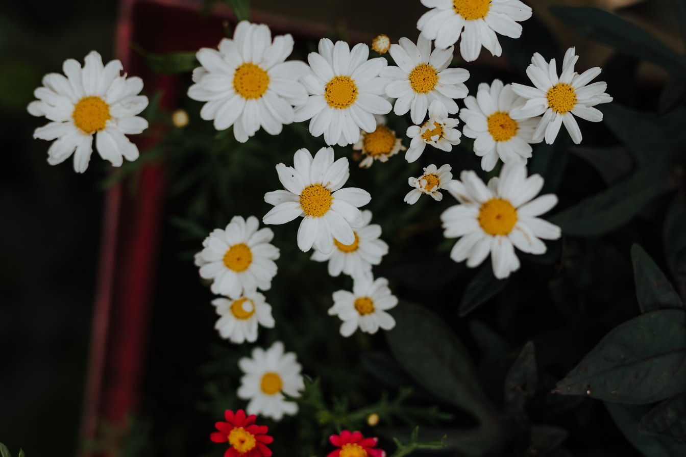 Lähikuva valkoisen kukan kamomillayrtin (Matricaria chamomilla L.)