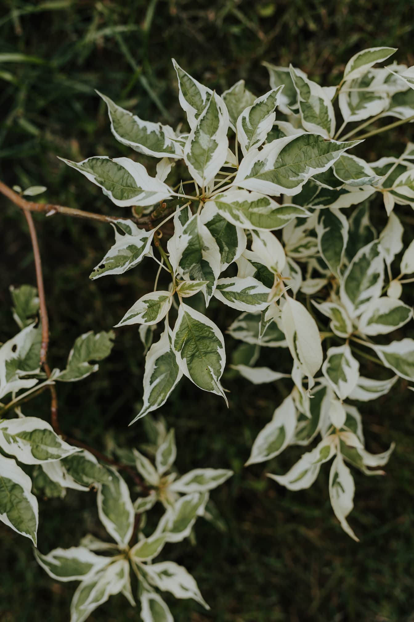 Buxbom fläderört (Acer negundo) buske med ljusgröna blad närbild