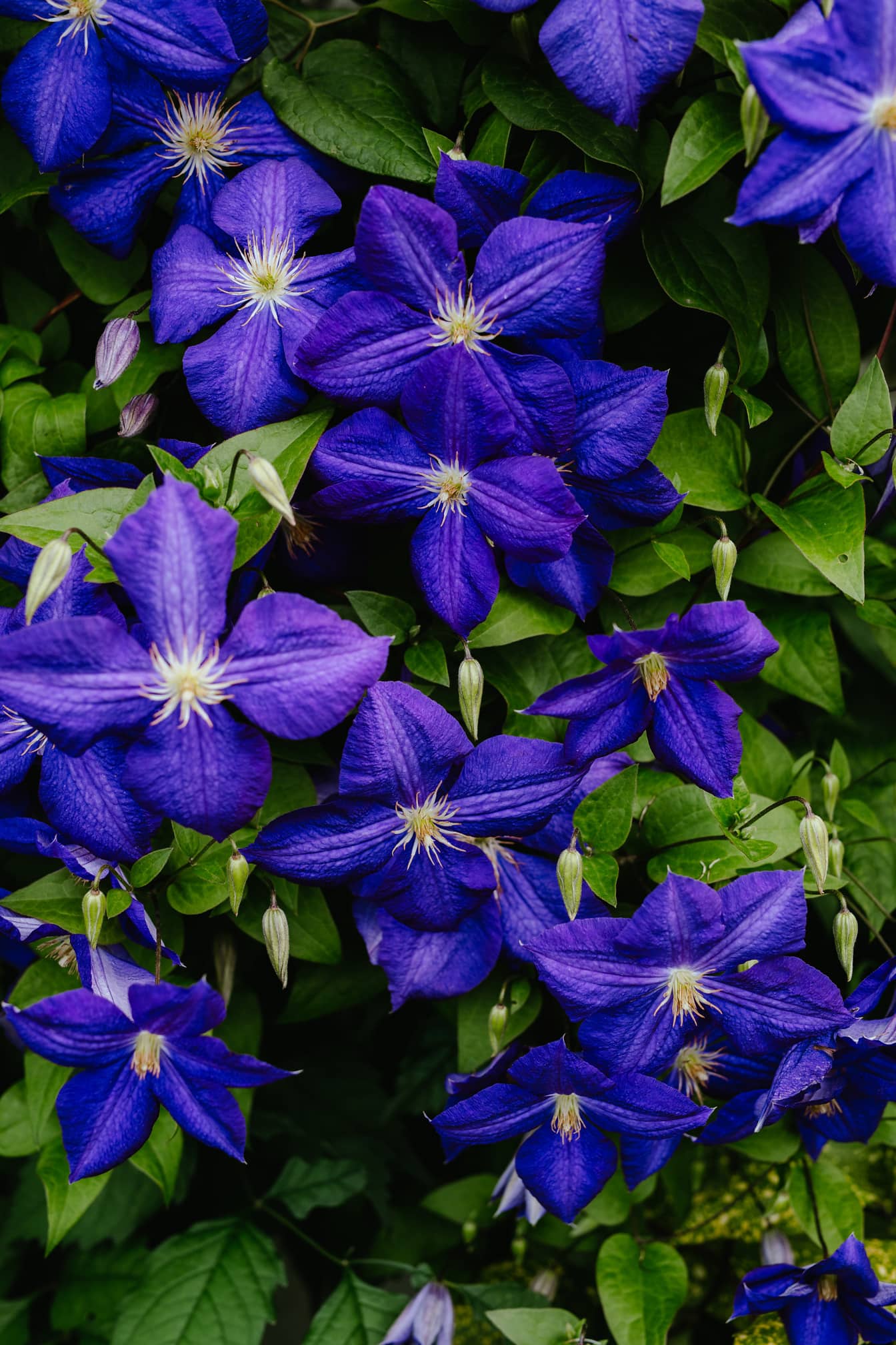 亚洲处女的蝴蝶结 (Clematis florida) 深蓝色紫色花朵特写