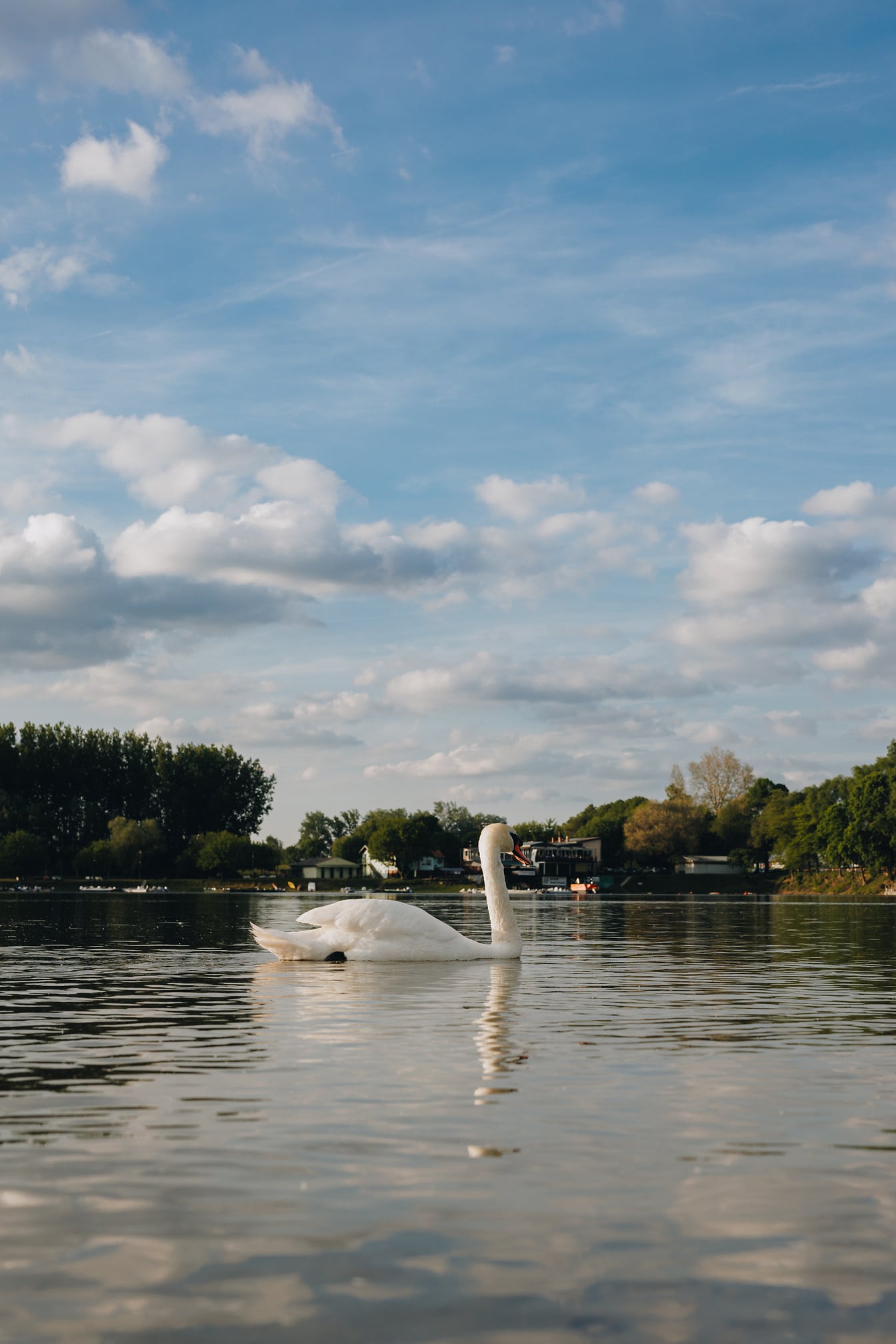 Swan nadando na fotografia do nível da água