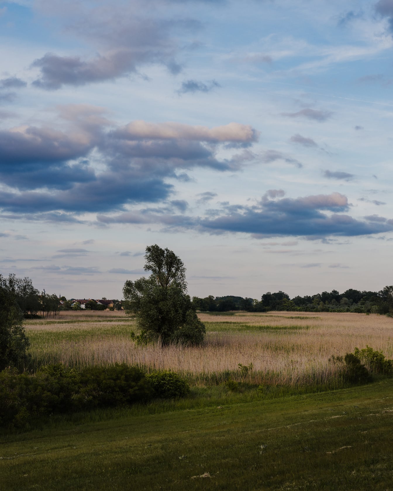 Болотисте поле з очеретяною травою в сільській місцевості навесні