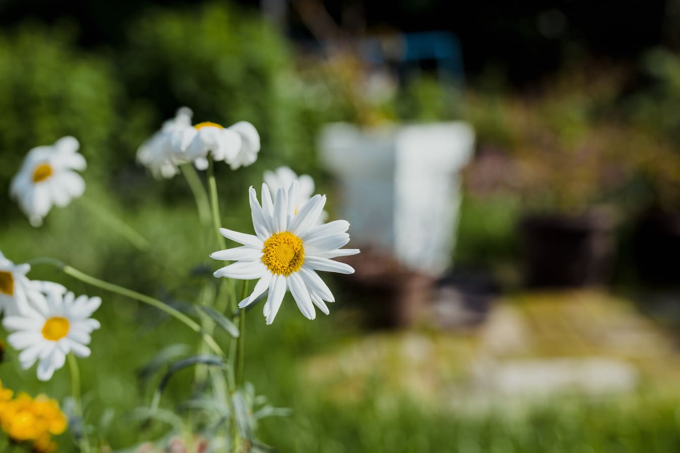 Fiore di campo, camomilla, fiore bianco con pistillo giallastro primo piano