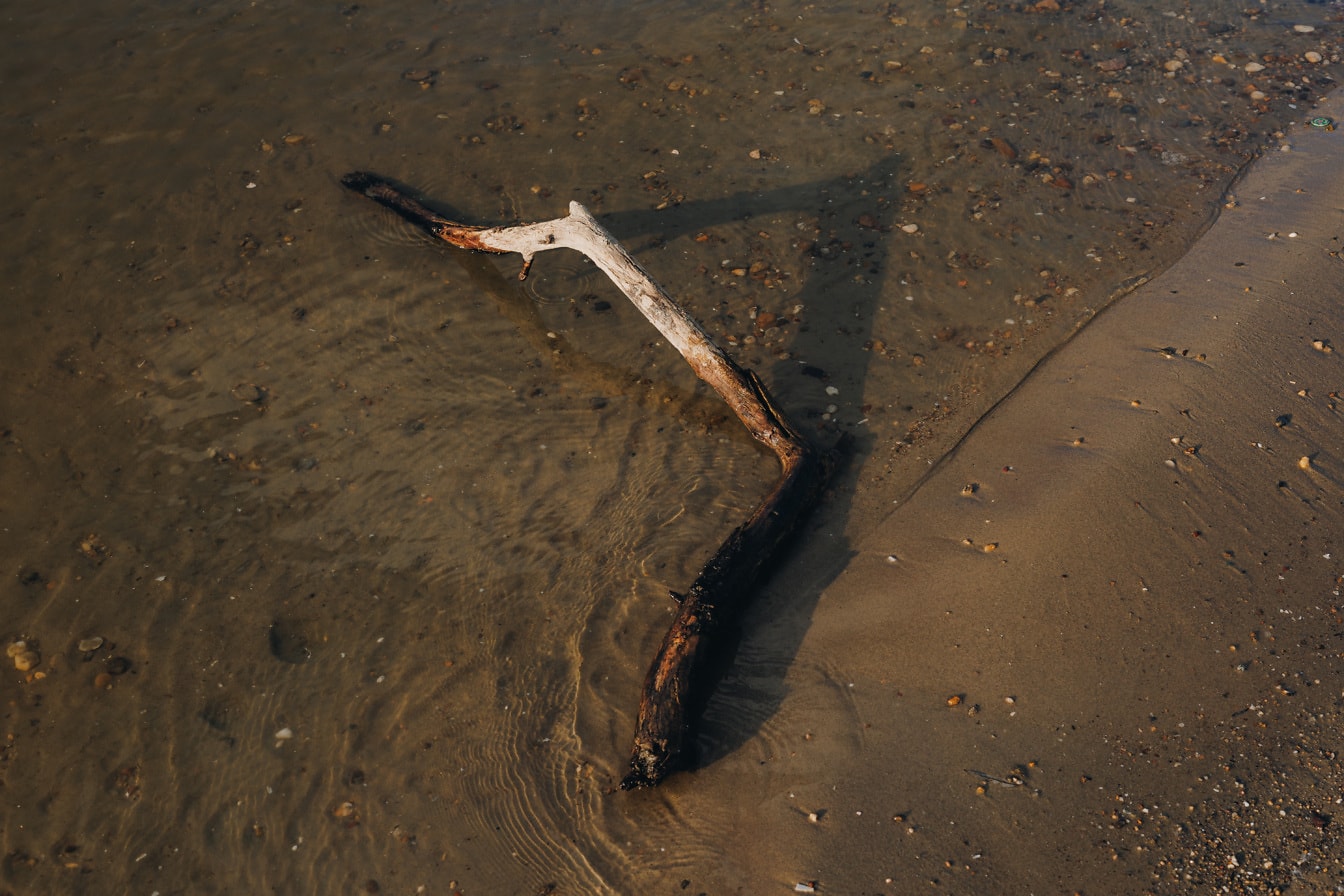Mokrá větev naplaveného dřeva na břehu řeky v mokrém plážovém písku