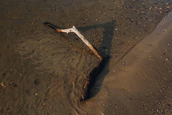 Wet driftwood branch on riverbank in wet beach sand