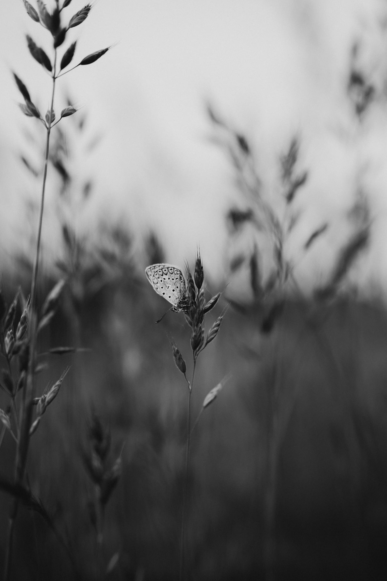 Liten hvit sommerfugl på gressstamme monokrom fotografering