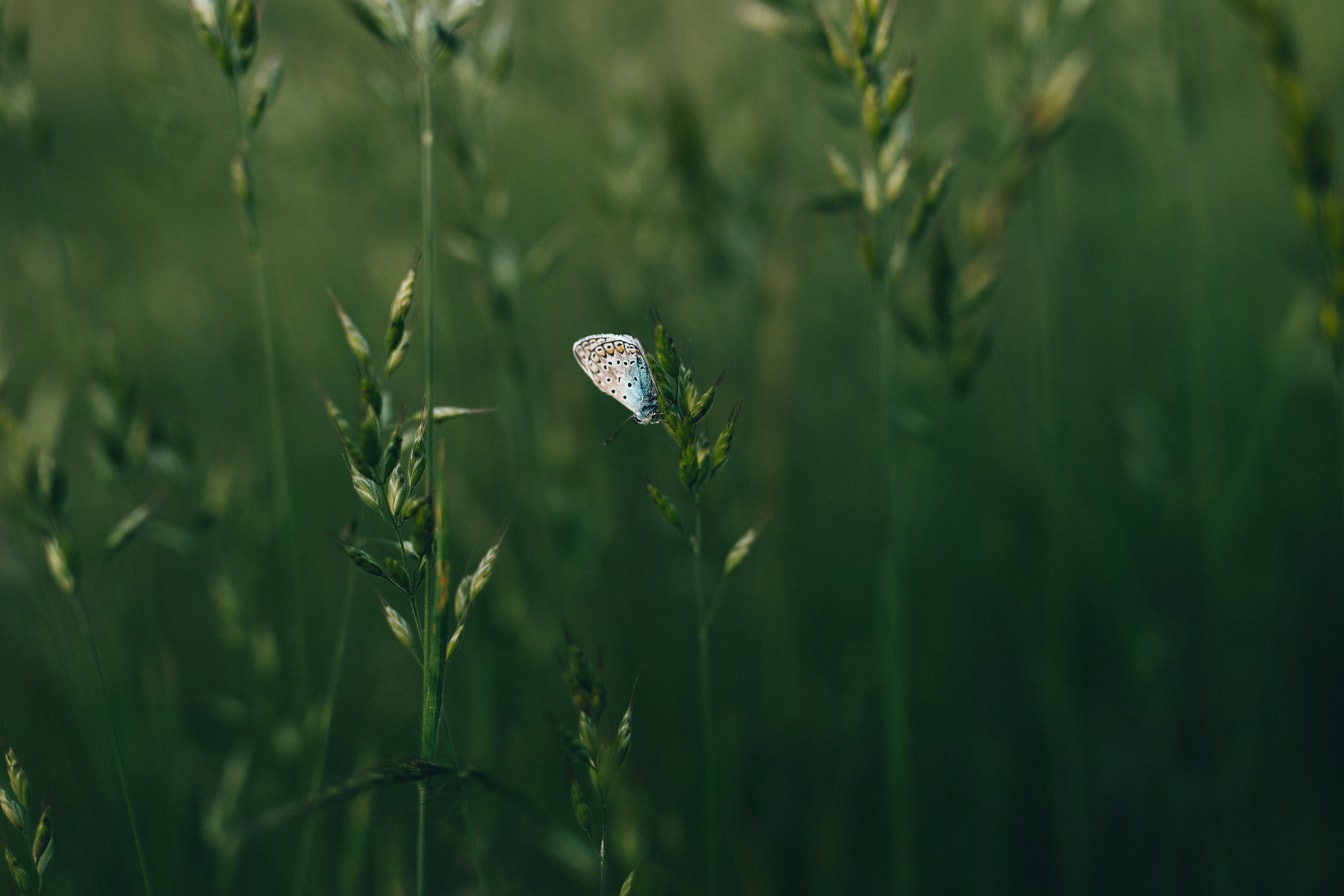 Piccola farfalla blu borchiata d’argento bianco (Plebejus argus) su gambo d’erba con sfondo sfocato