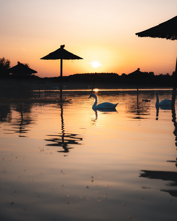 Silhouette of swan birds on lake with parasol in sunrise