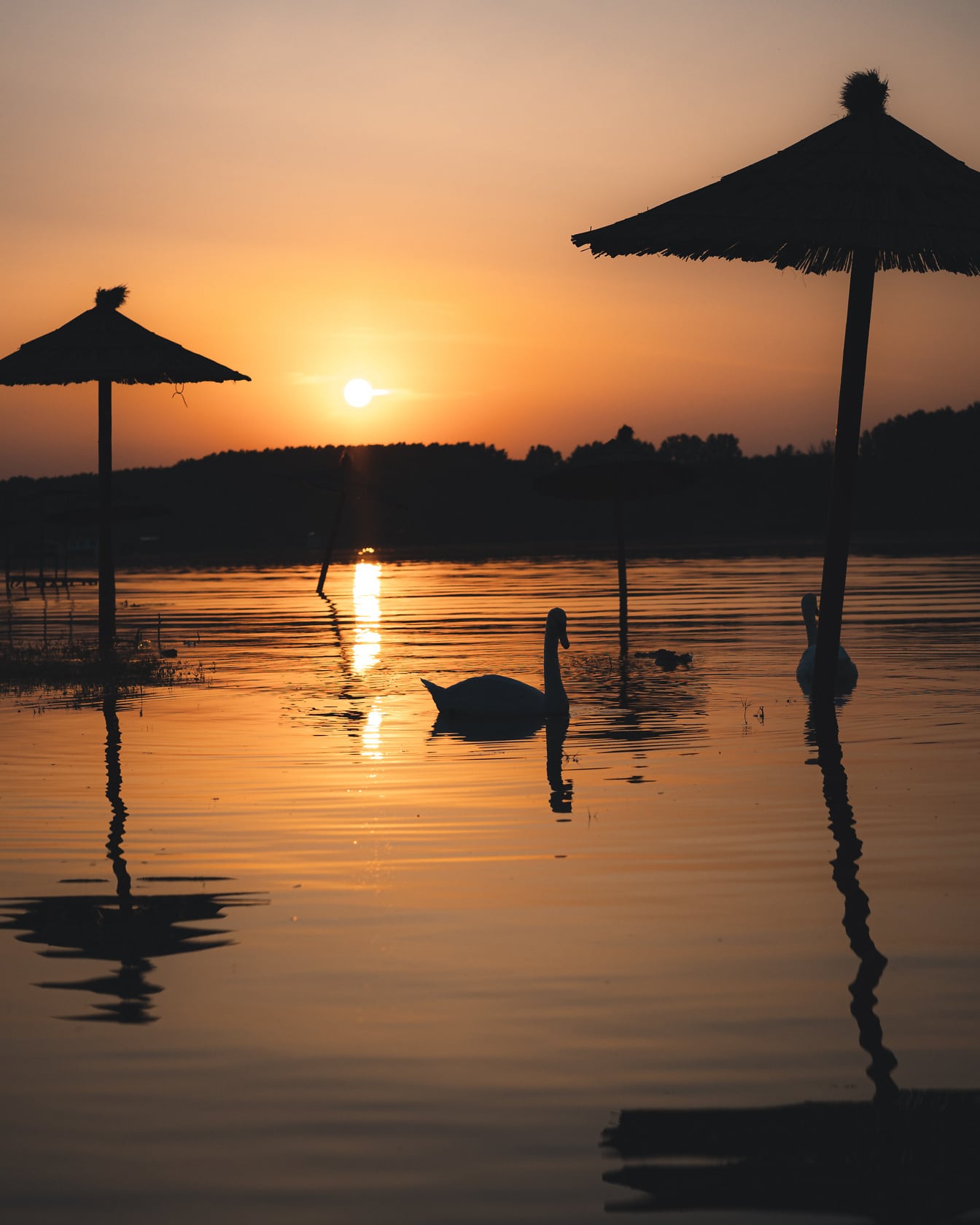 Silueta labutě na jezeře se slunečníkem ve vodě při východu slunce