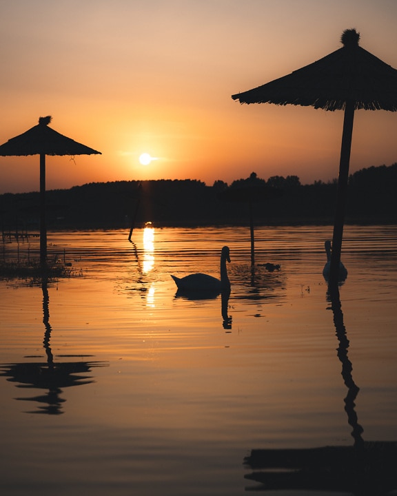 Silhouette of swan on lake with parasol in water in sunrise