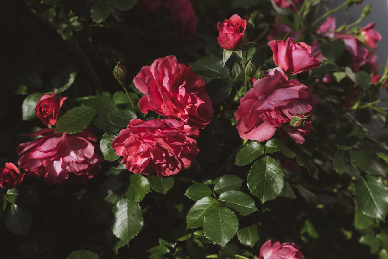 Красиві рожево-червоні троянди в квітнику
