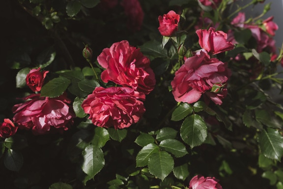 Schöne rosarote Rosen im Blumengarten