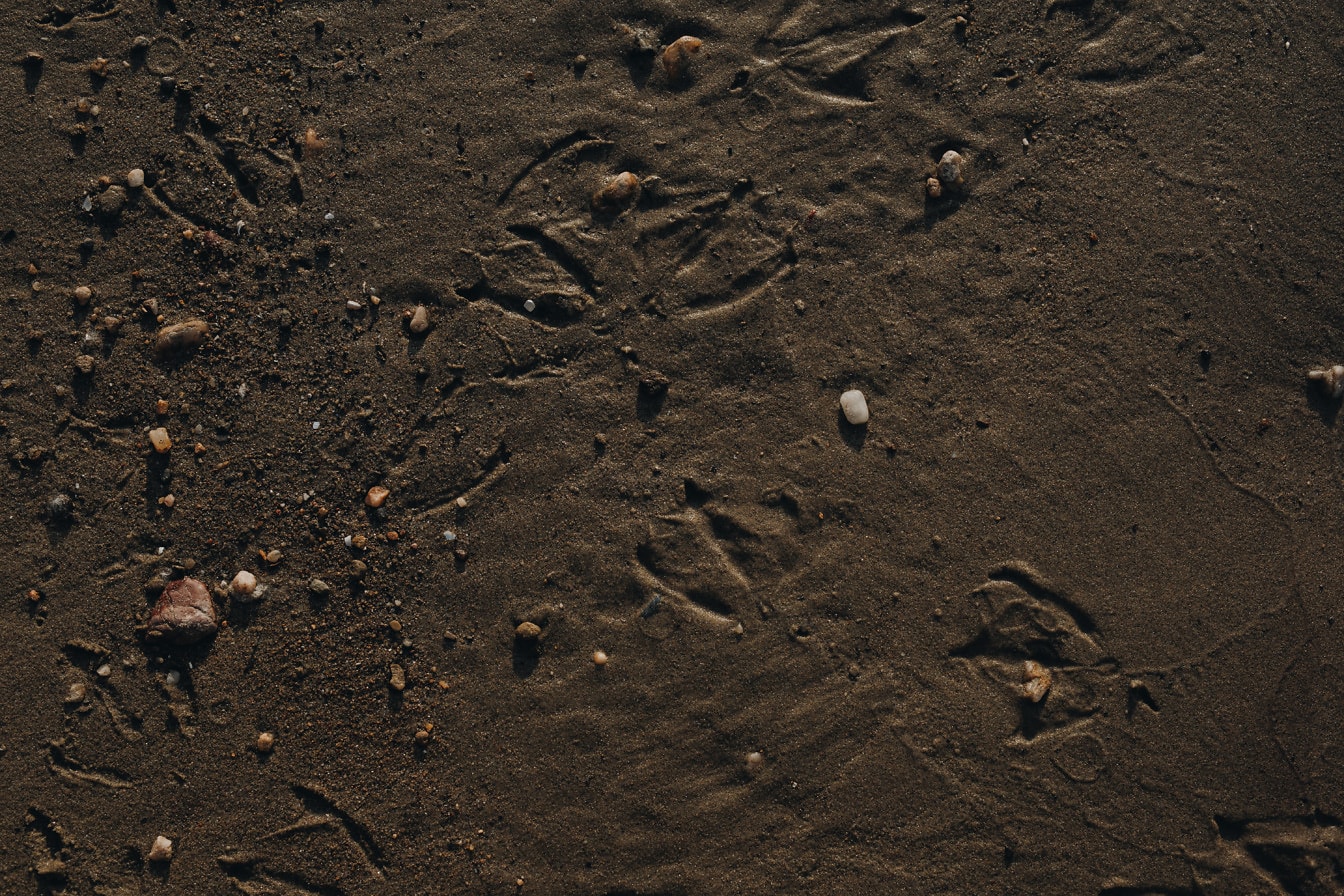 Empreintes d’oiseaux dans une texture de sable sale et humide