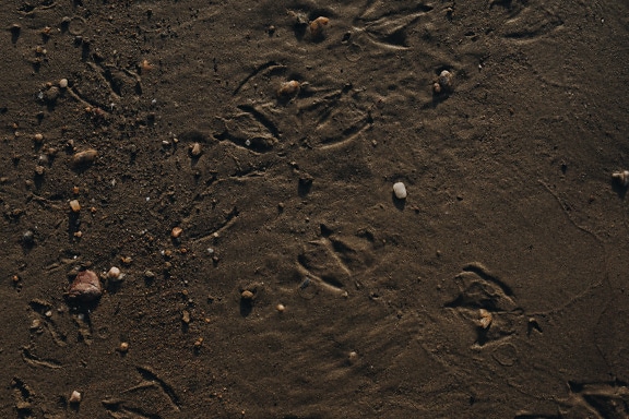 Bird footprints in wet dirty sand texture