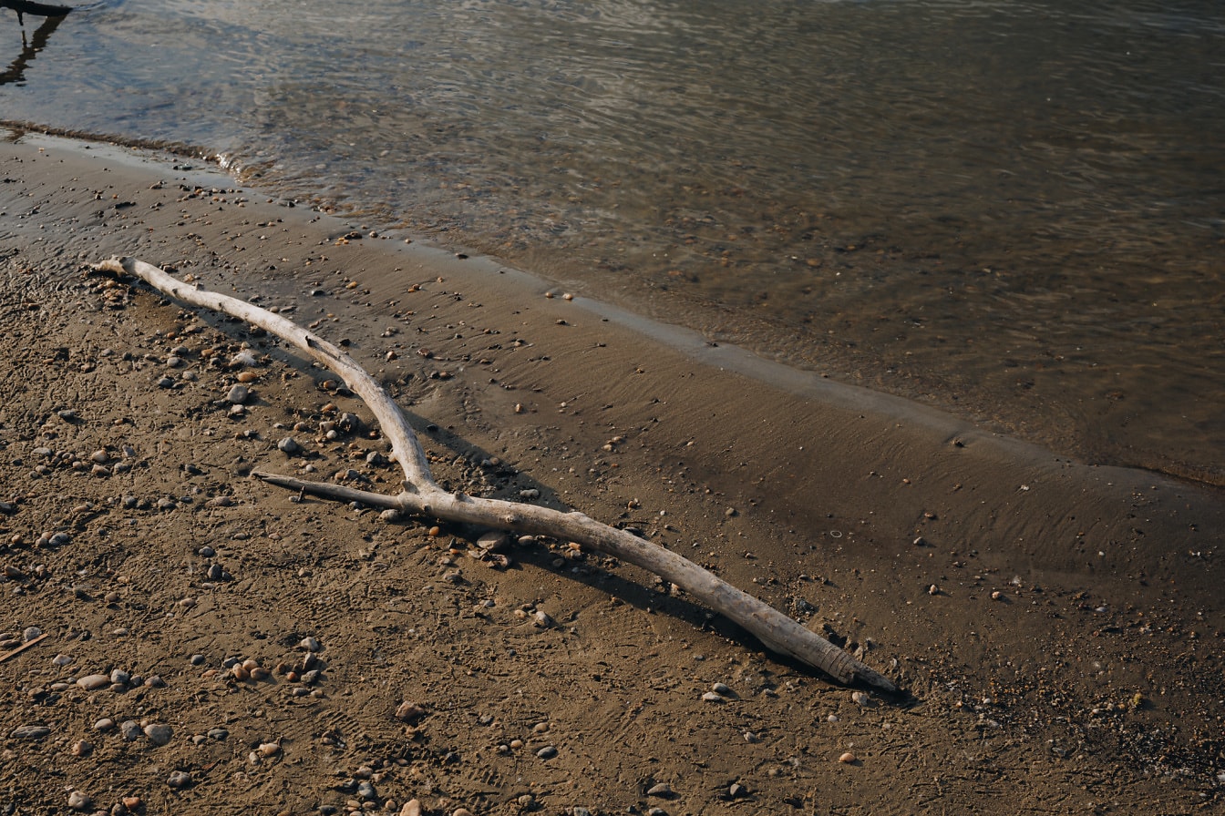 Ramo seco de madeira à deriva na areia molhada da margem do rio