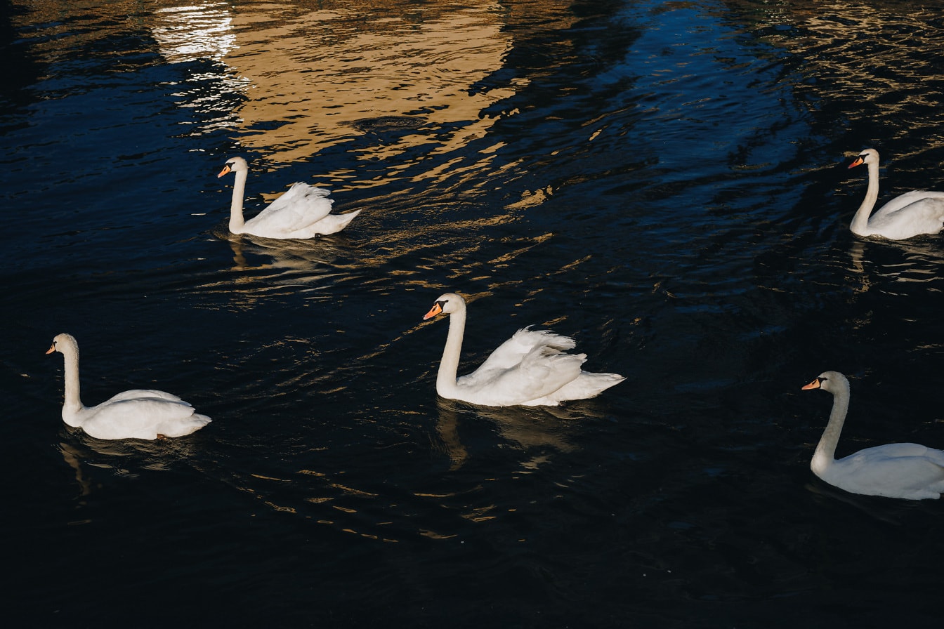 Ята млади лебедови птици, плуващи в спокойна вода