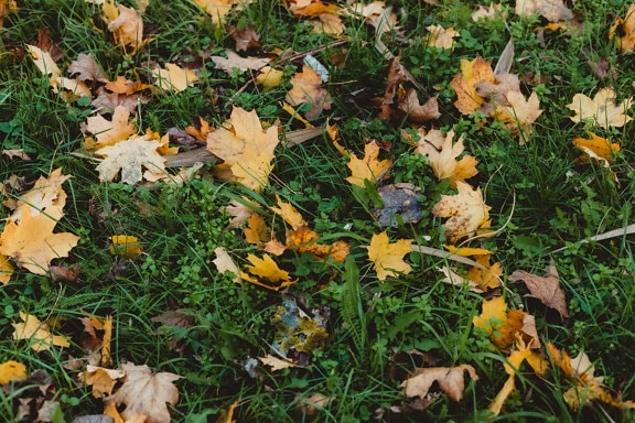Yellowish brown autumn leaves in dark green grass plants