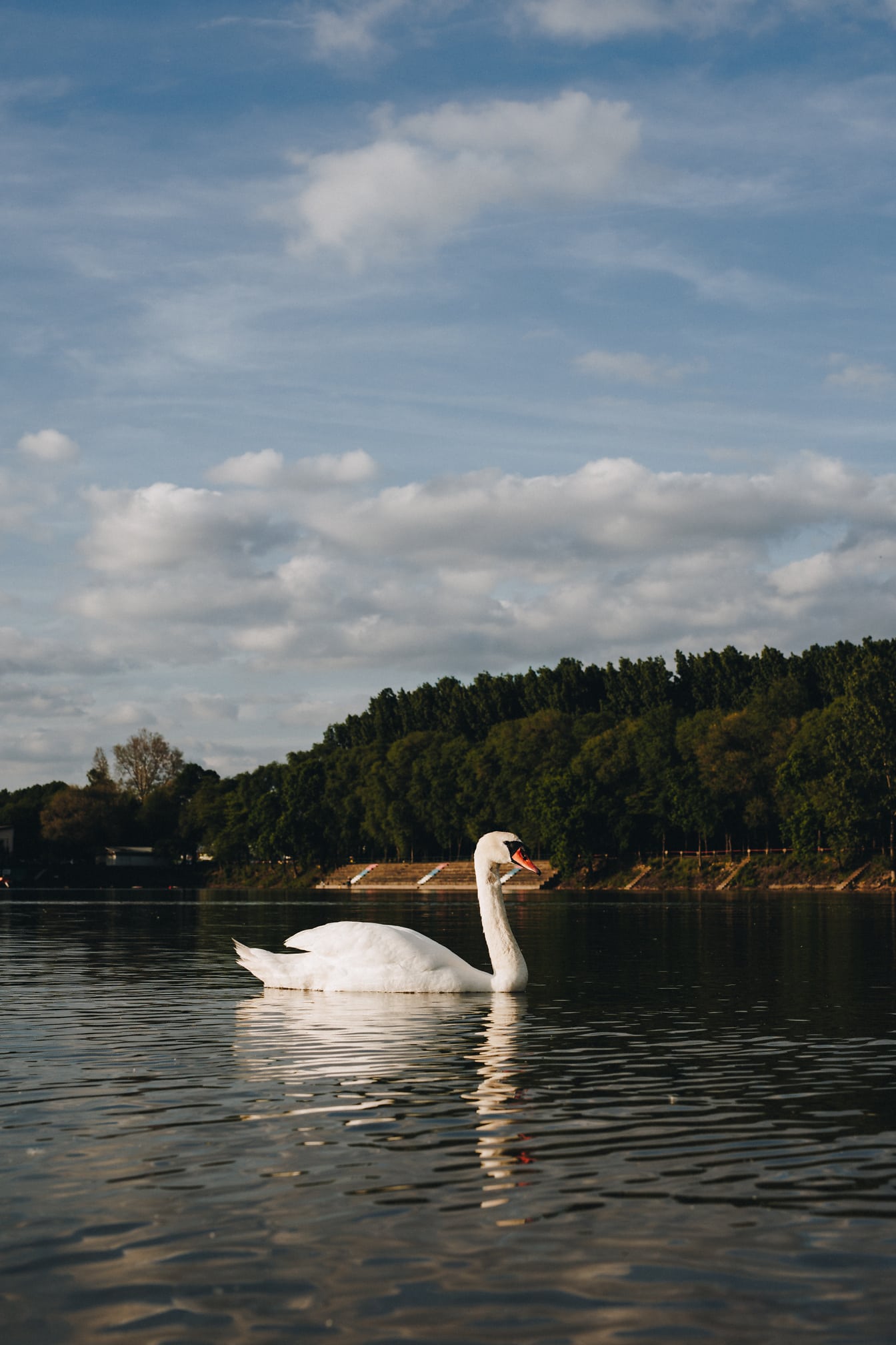 Side view of young swan swimming on calm lake