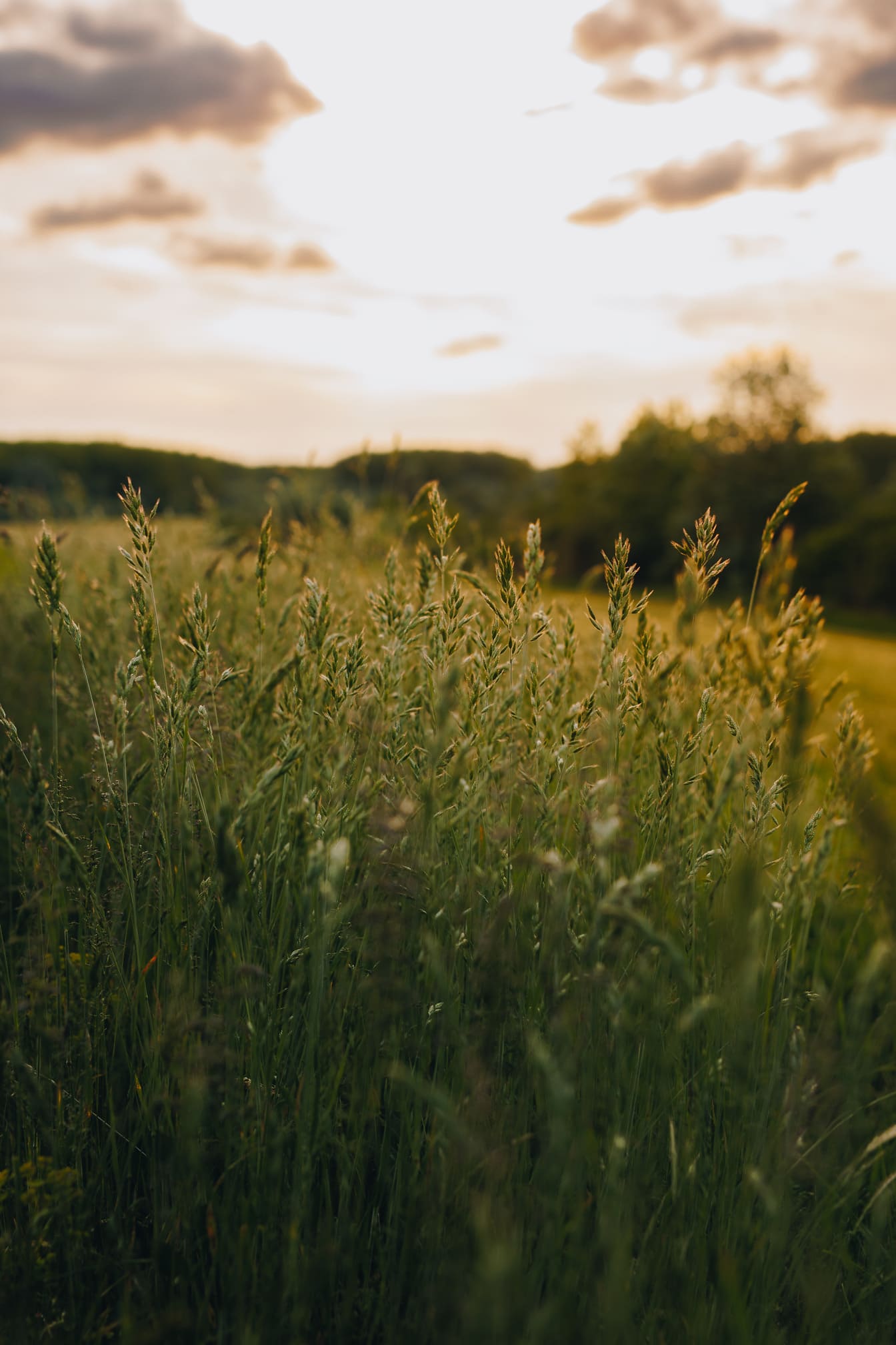 Wysoka zielona trawa na wiejskiej łące o wschodzie słońca